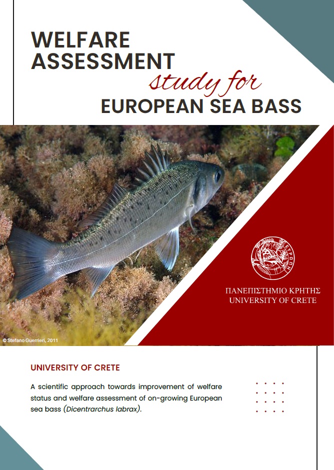 EUROPEAN SEA BASS